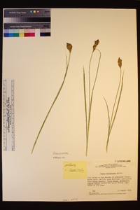 Carex mariposana image